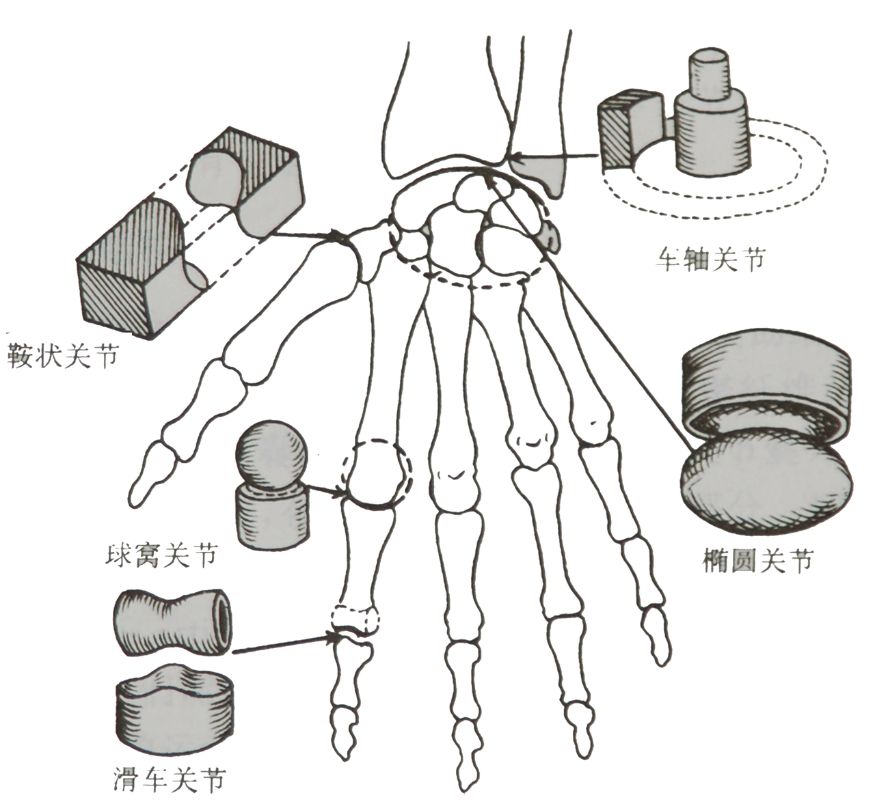 致康复“萌新”,一文带你读懂人体关节 - 知乎