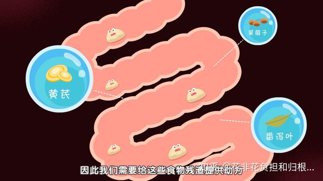 不仅可以减少有害菌的产生和垃圾,废气,还能够促进肠道