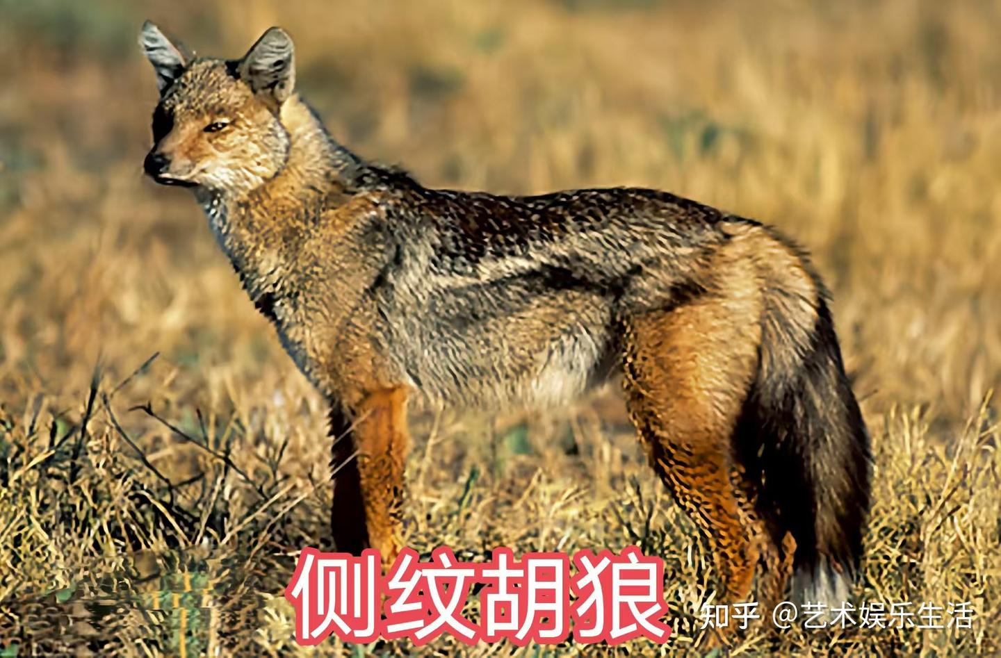犬科的36种动物,种群数量达到了惊人的地步 - 知乎