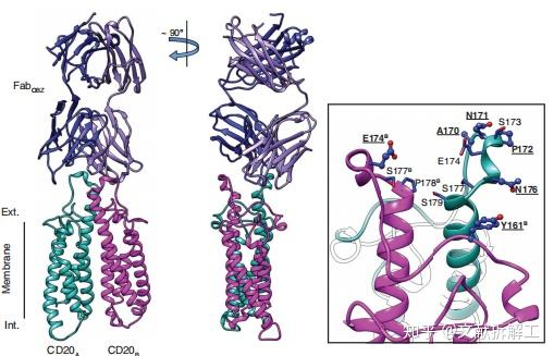 【Science论文拆解】治疗性抗体与人CD20的结合机制 - 知乎