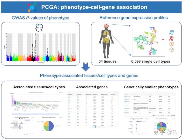 GWAS研究基本概念4——GWAS+scRNA工具列表 - 知乎