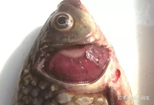 鲫鱼鳃出血病越来越严峻成为水产业的不治之症怎么办