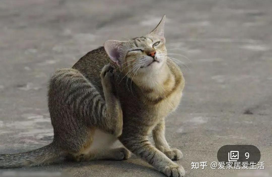 猫不可貌相 - 知乎