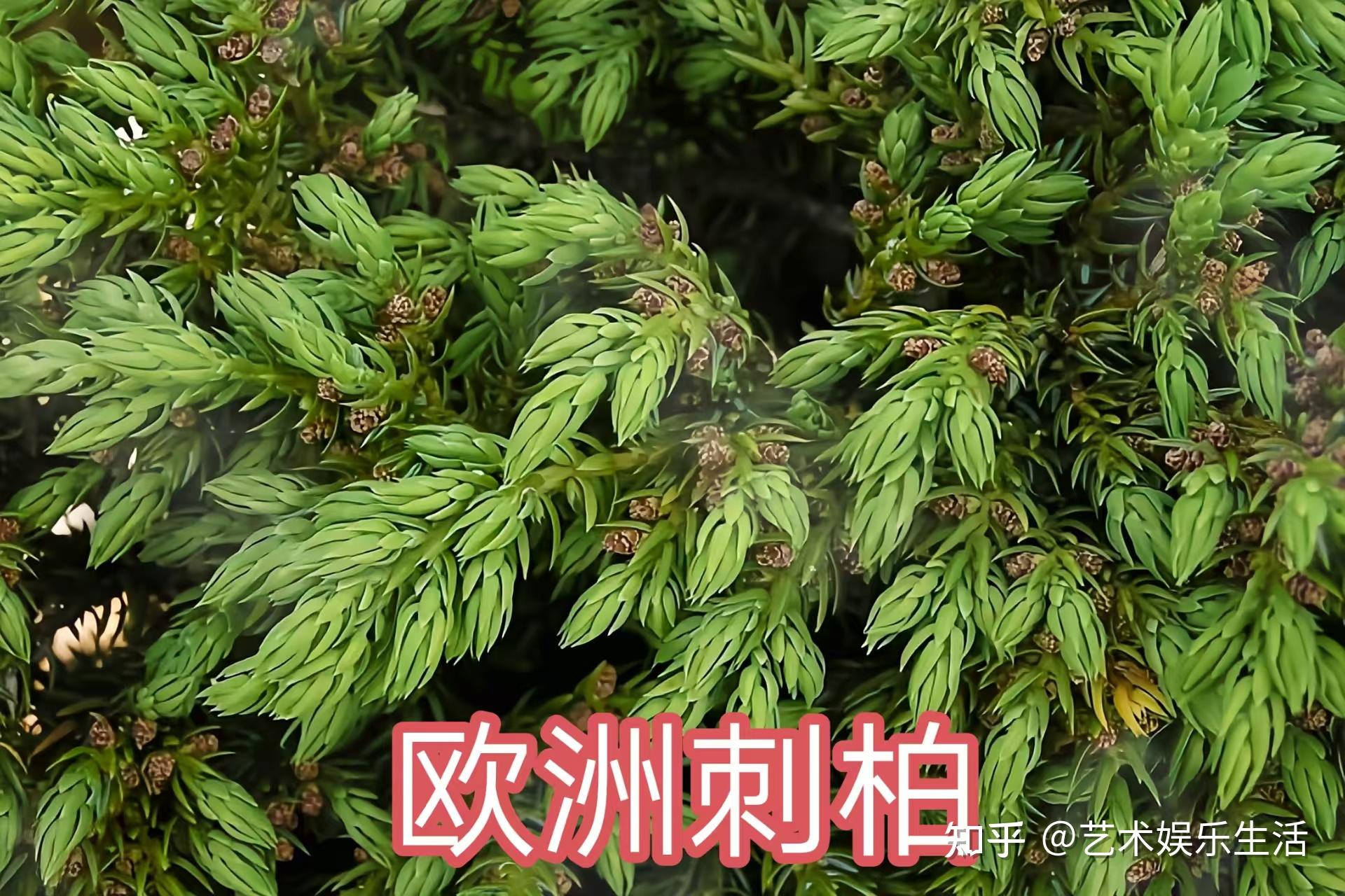 68种柏科植物,园林栽培的常用树种 - 知乎