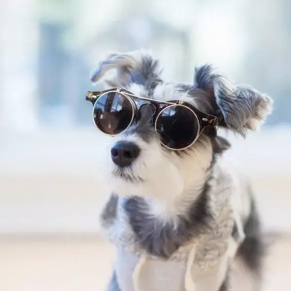 每日一宠  雪纳瑞