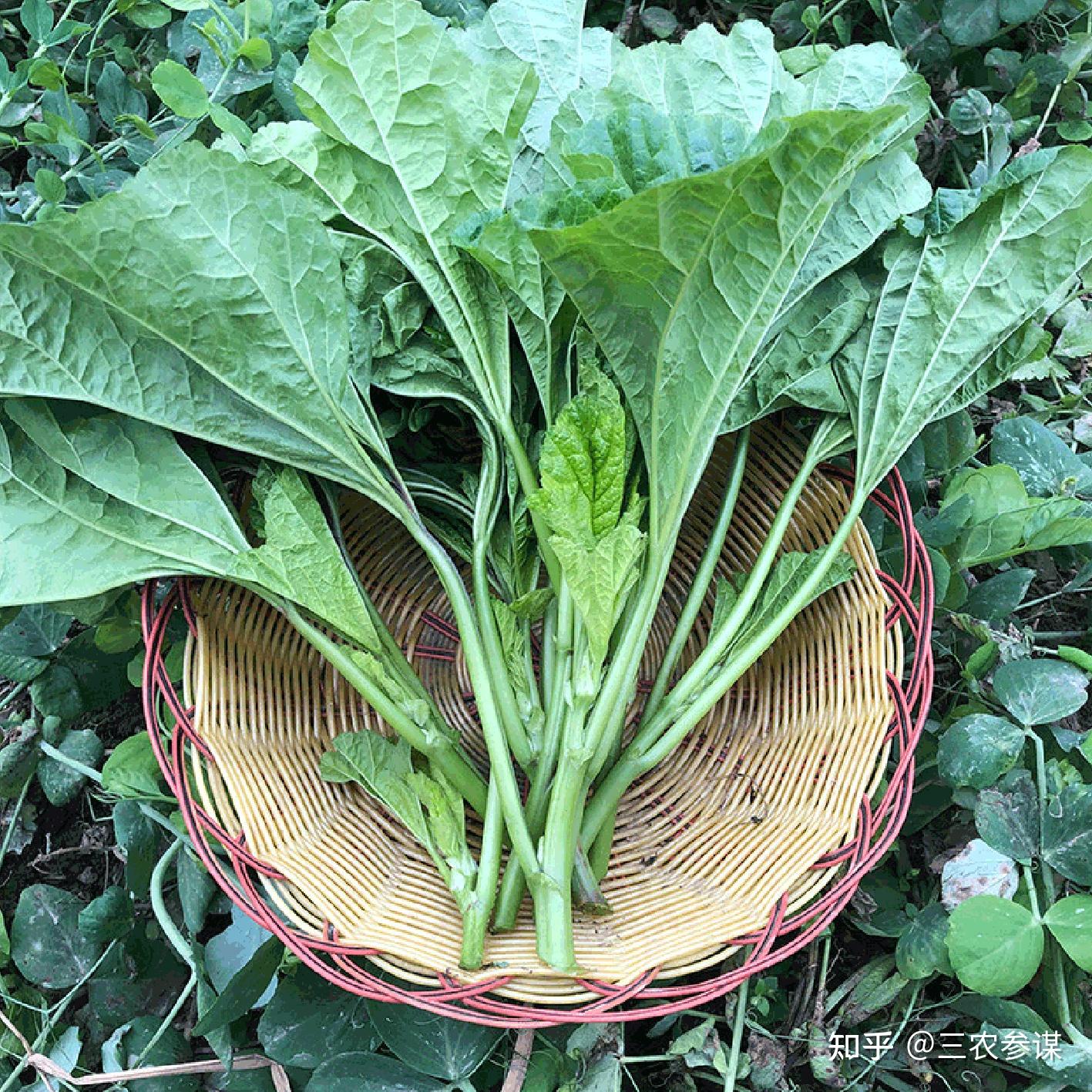 中国传统"五菜",被称为"最中国的蔬菜",看看你都吃过吗?