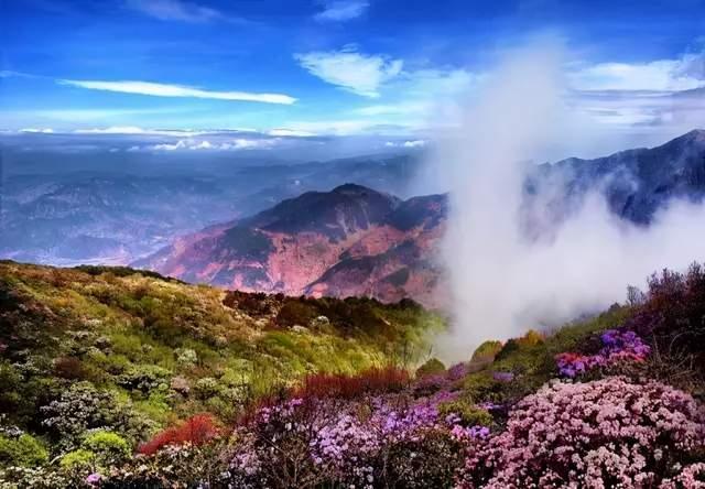 会理龙肘山吸氧洗肺消夏的理想地等到山花烂漫时游客在丛中笑