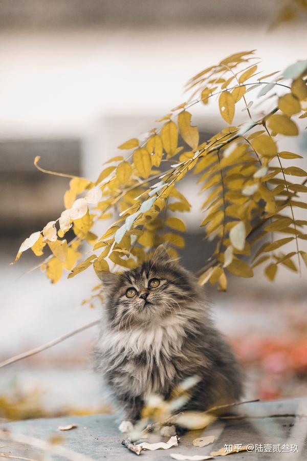 猫人女王