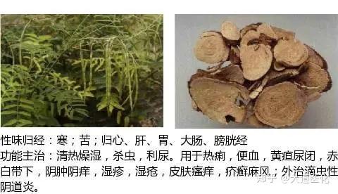 超全中草药图谱，附主治功效！ - 知乎