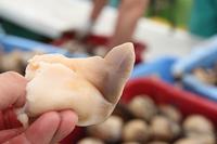 北寄贝 | 我和北极贝不得不说的故事