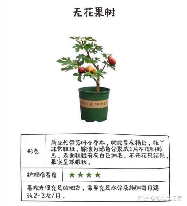 新房空荡荡试一试这18种家居植物样样都能撑起场面