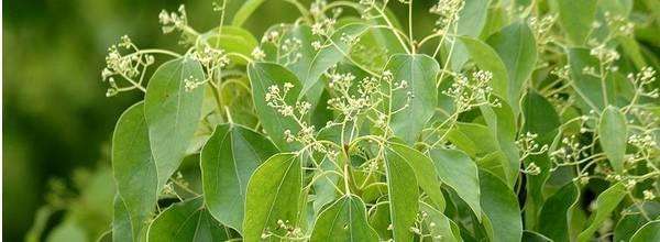 黄连木大树种植与养护技术视频