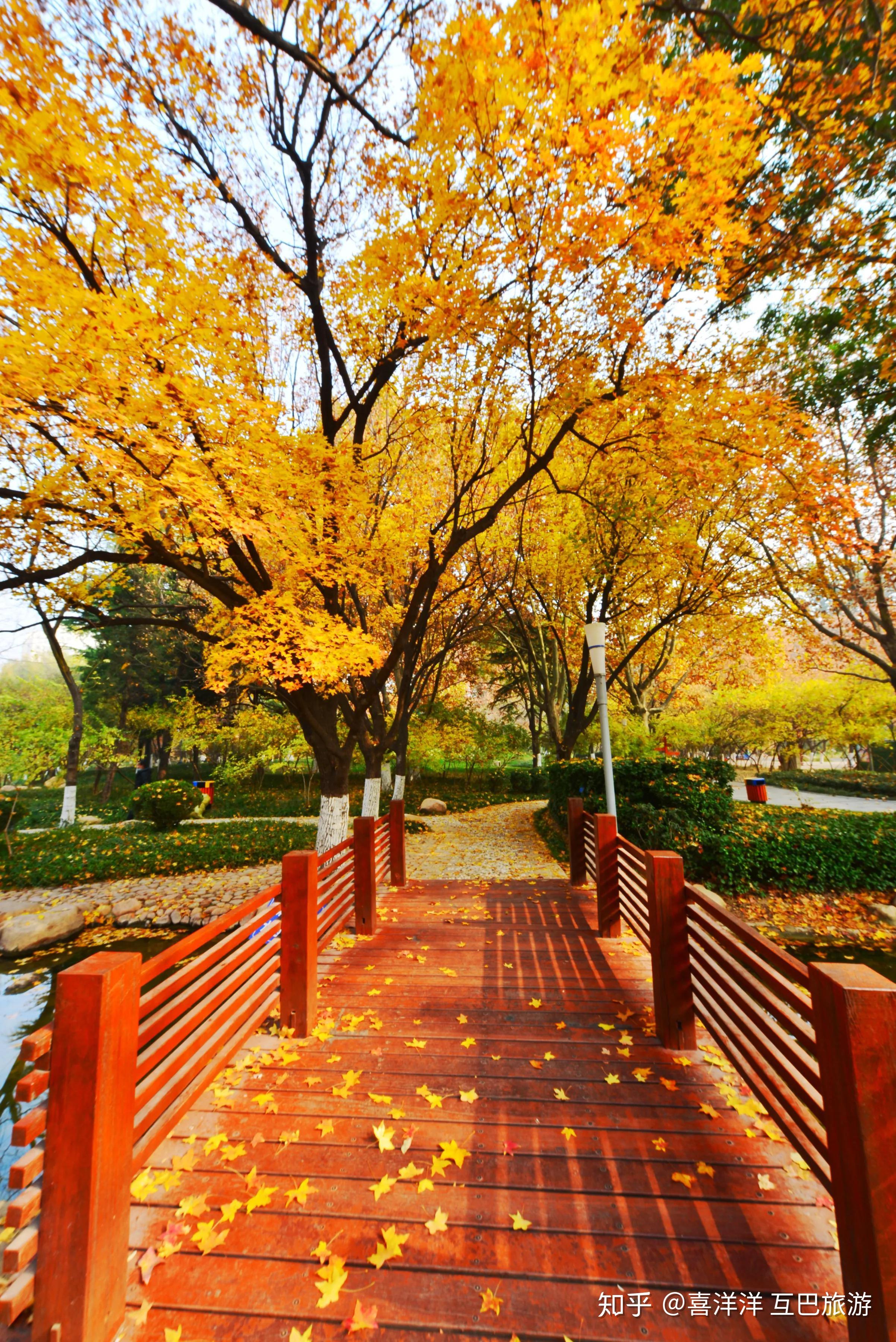 变成红叶了的枫树林,更具深秋的魅力和韵味