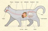 猫咪各种呕吐代表着什么 知乎