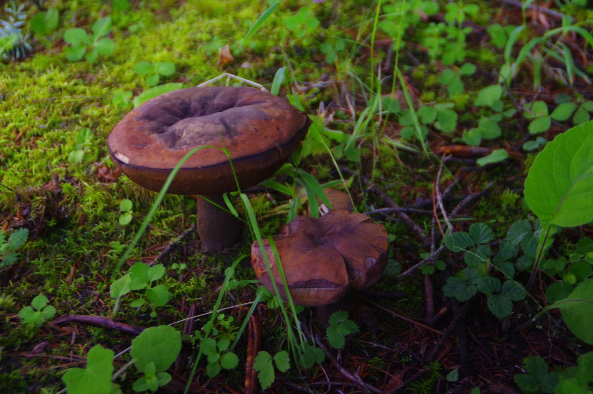 山野藏珍馐:紫盖牛肝菌 - 知乎