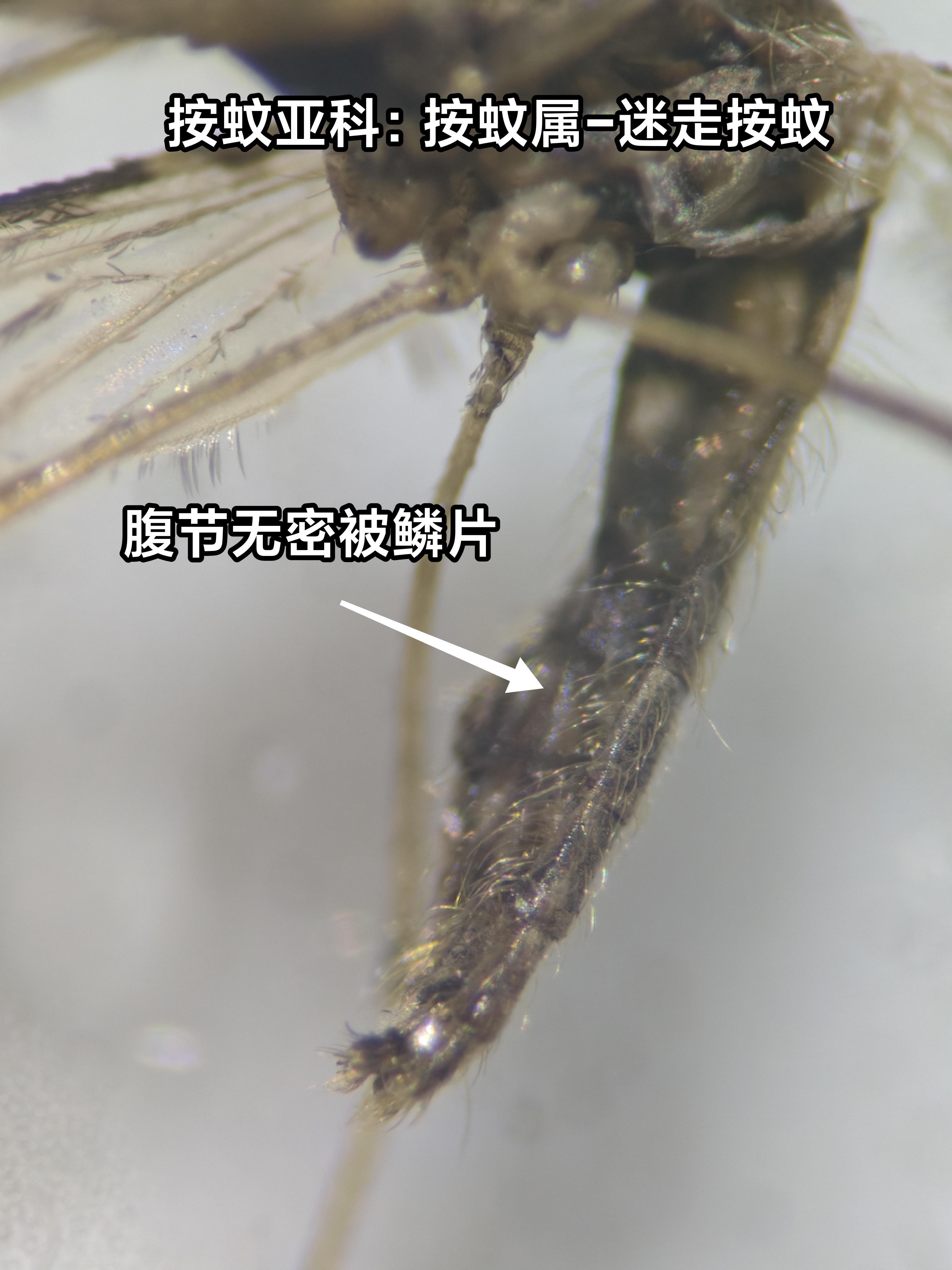 如何准确地确定一只陌生蚊子的种? - 知乎