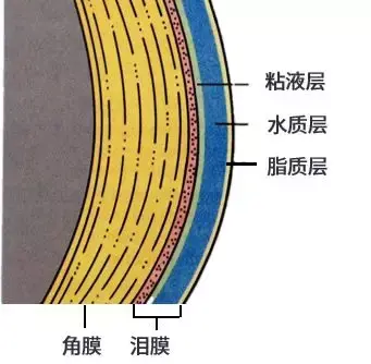 虹膜结构分层图片