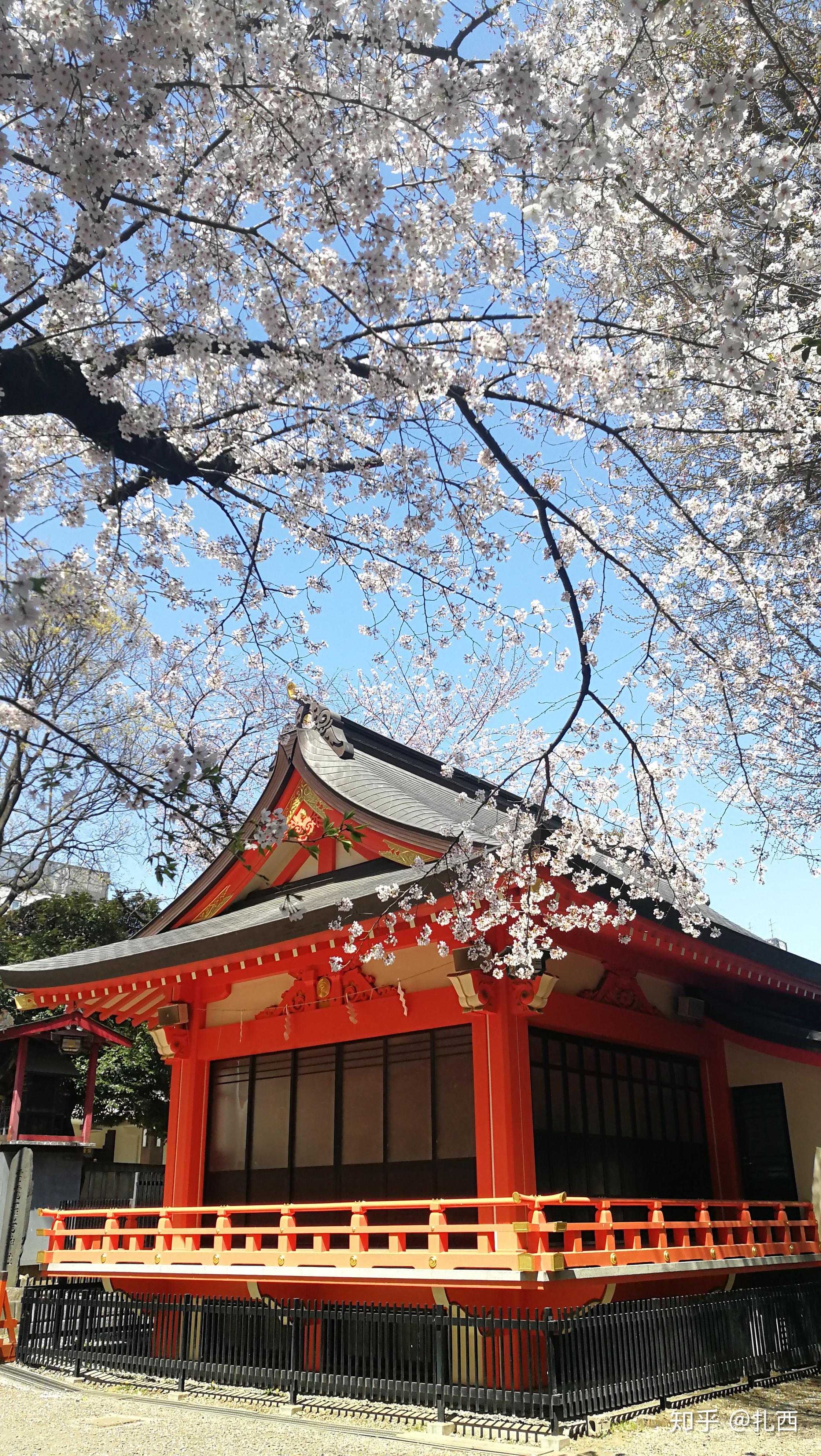 日本东京樱花见