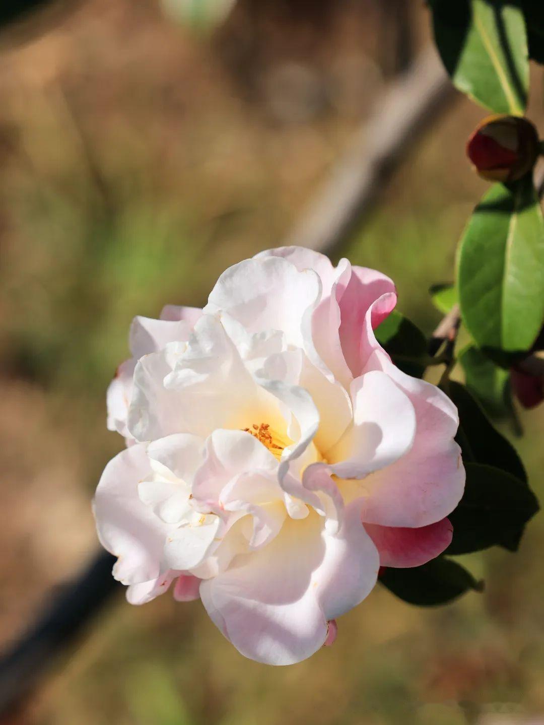 洱海公园茶花盛开风景无限好附美图