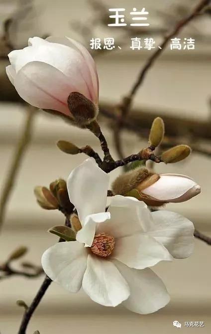 换季换支花 秋季花草图鉴 看这里就够了 知乎