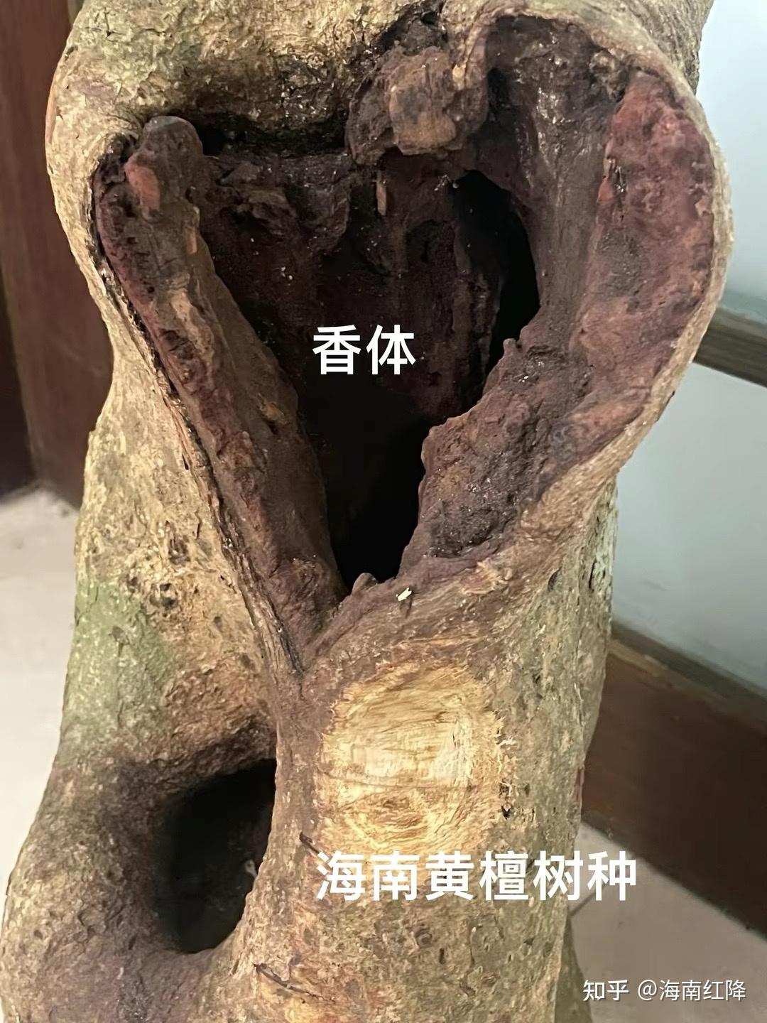 海南红降 - 知乎