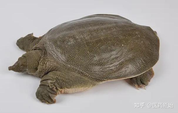带你识别鳖甲 - 知乎