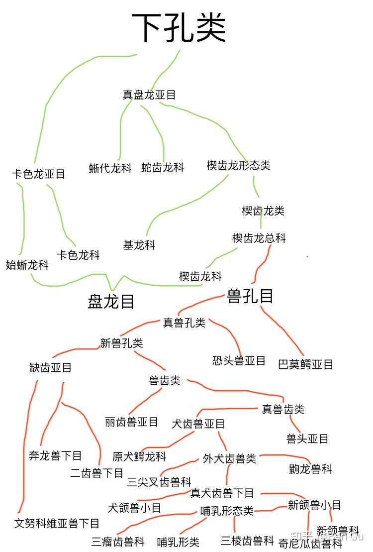 兽孔目分类表 - 知乎