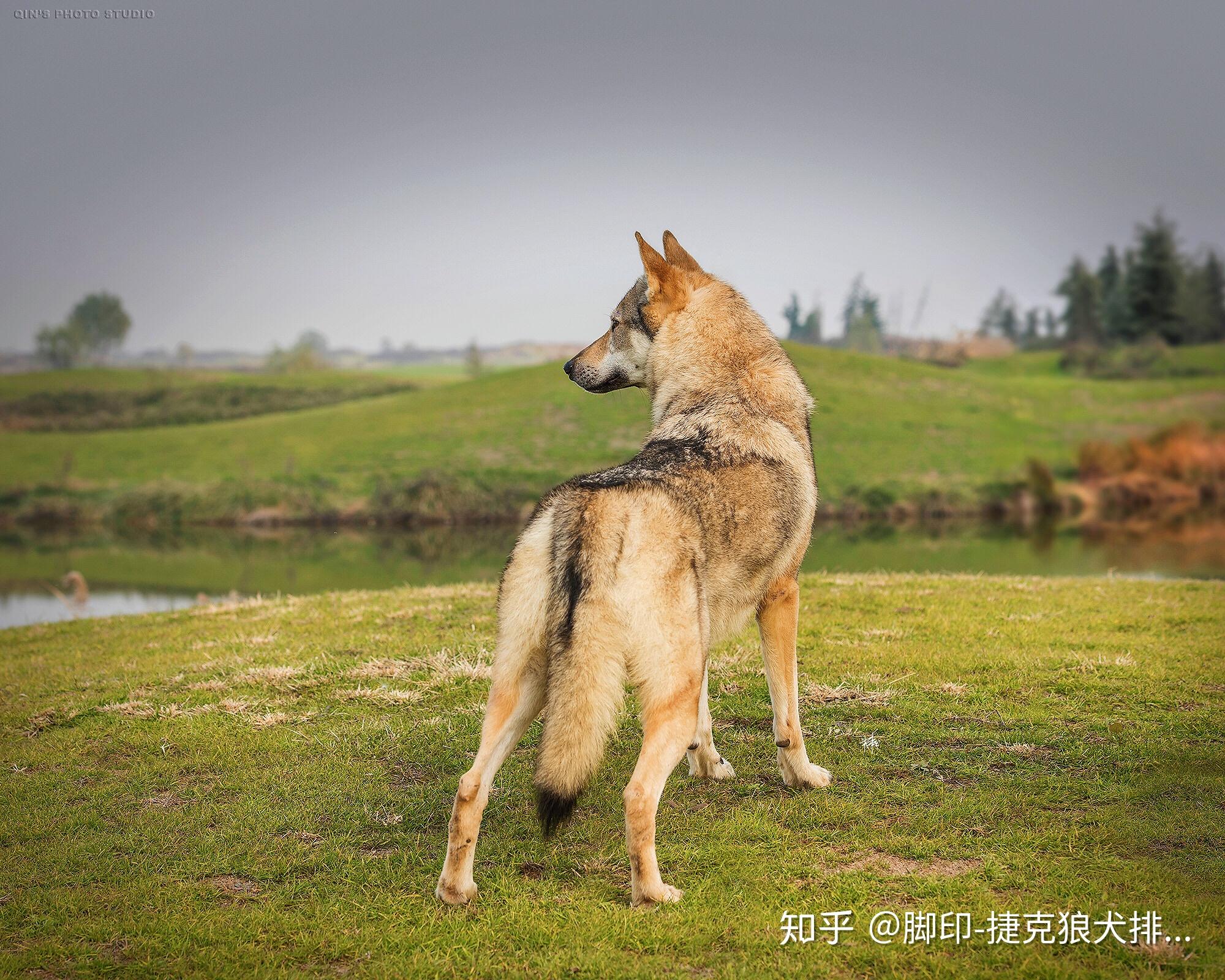 2017年2018年中國捷克狼犬排行一