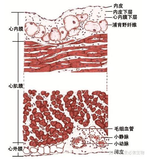 病理小课堂:循环系统心脏的结构与功能 - 知乎