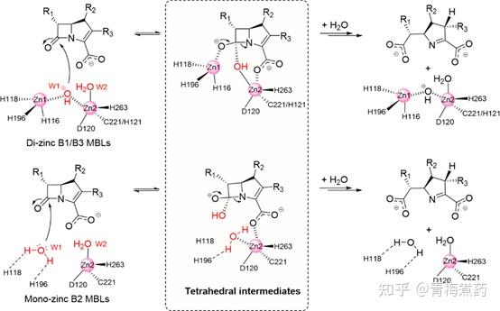 5. 靶向细菌金属-β-内酰胺酶