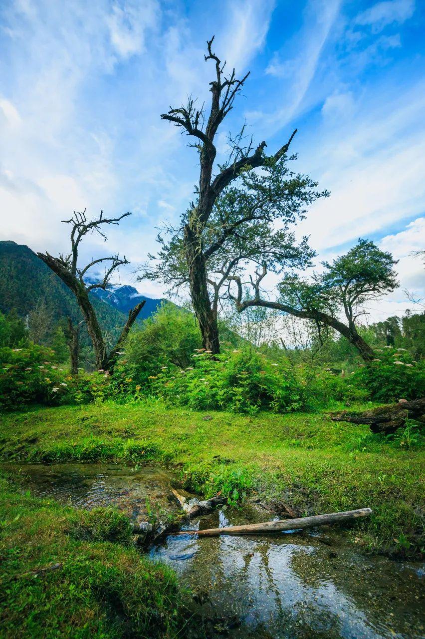 林芝的人可能都比较陌生但是这片原始森林压根不在乎用实力说话一举拿
