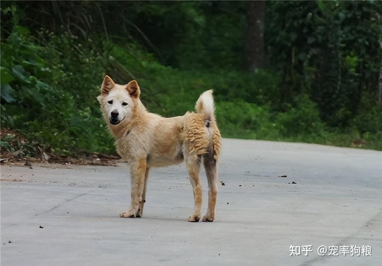 遇到这5种流浪狗,请给它一个家吧,它们懂得报答你 - 知乎