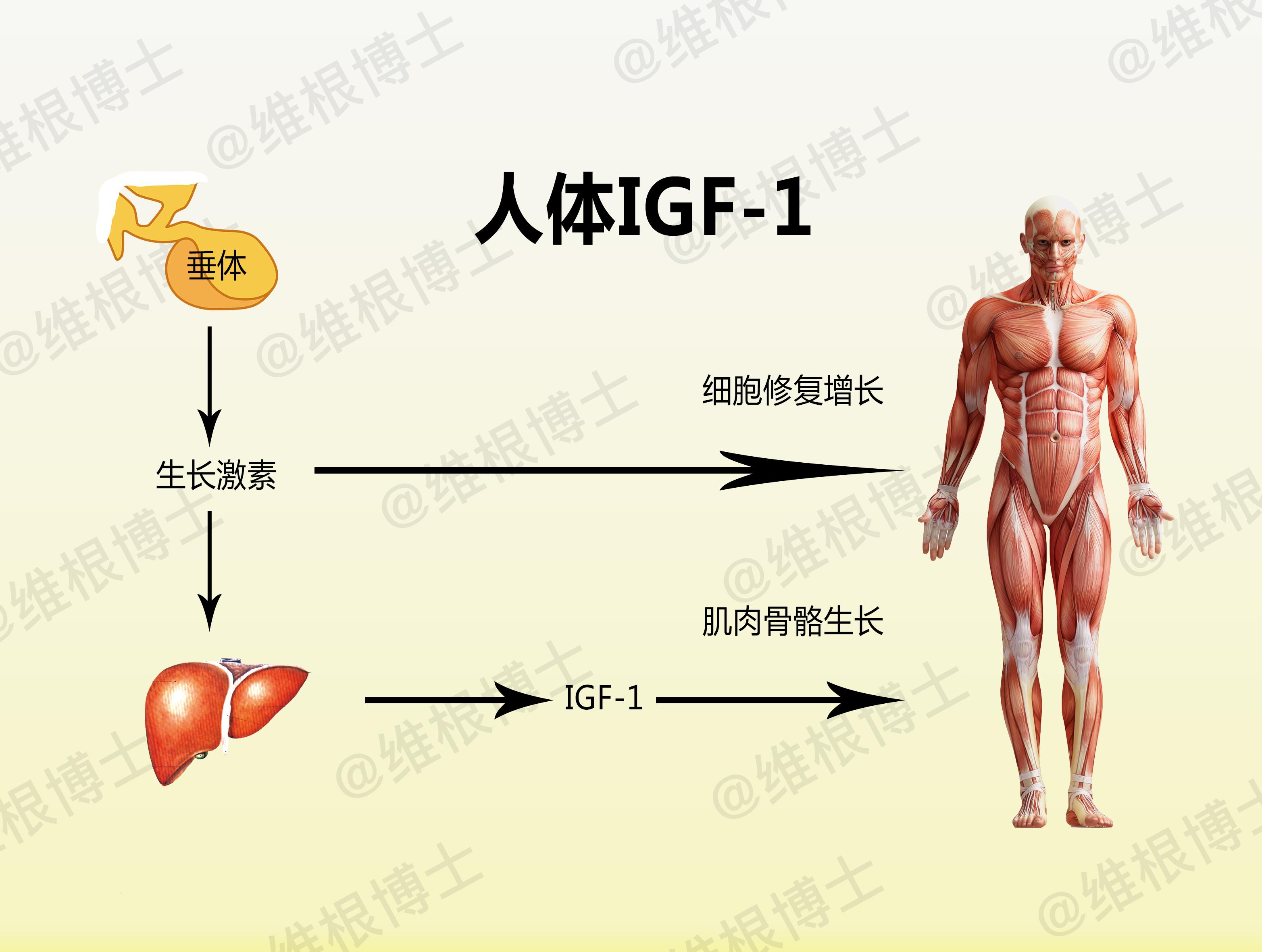 低效劳动——为什么长久的锻炼和饮食控制增肌减脂没有任何进步?