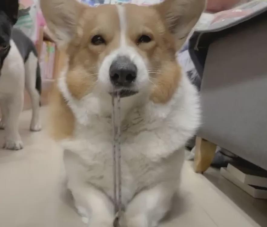 我家狗总是疯狂抽自己嘴巴子我该怎么办
