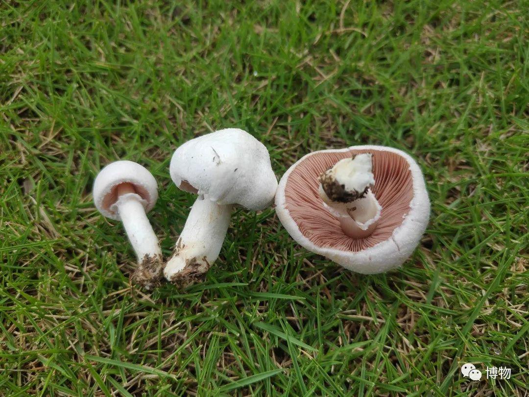 答应我,不要疯狂试探毒蘑菇