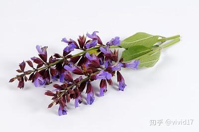 快乐鼠尾草——洗涤心灵之眼