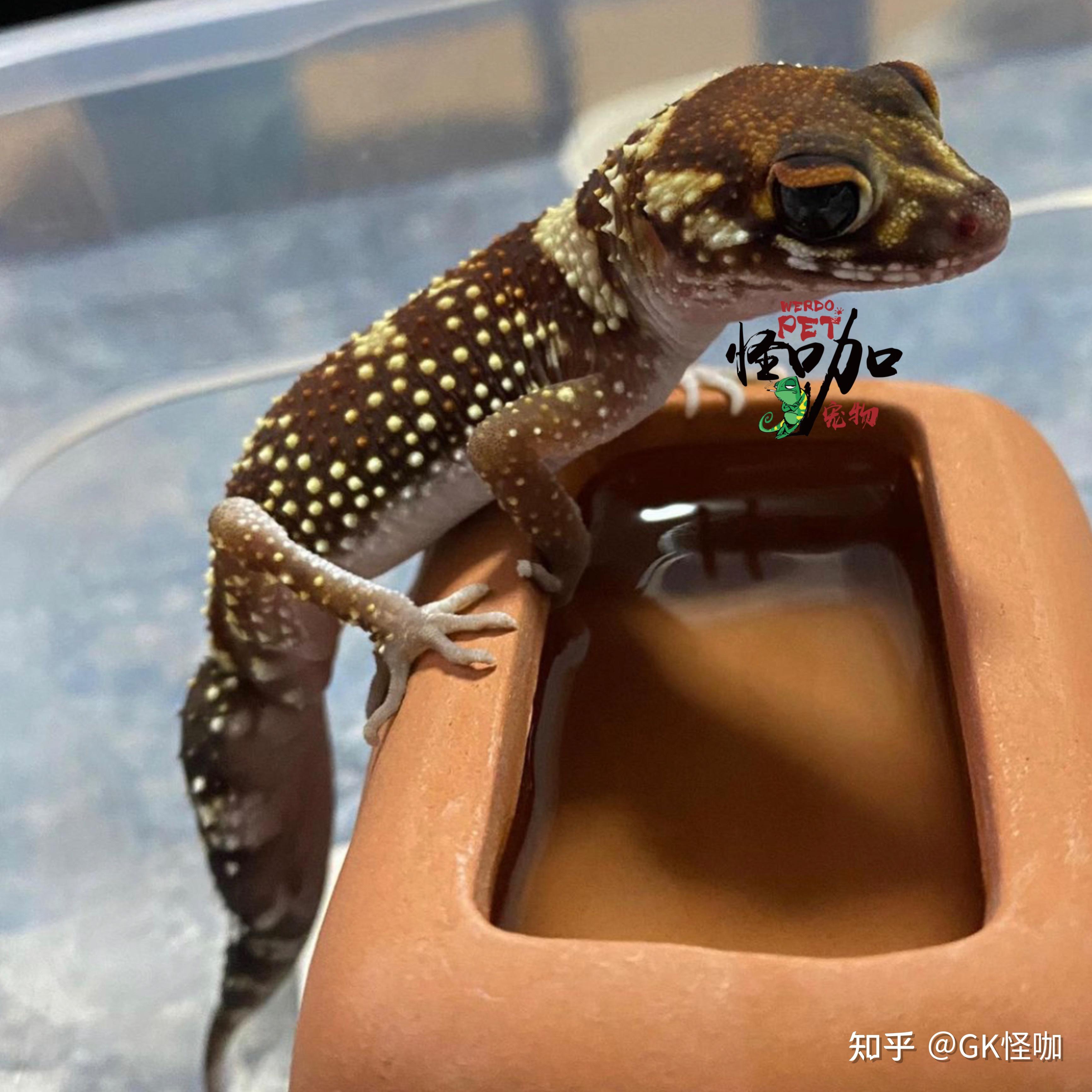 星点守宫. - 知乎