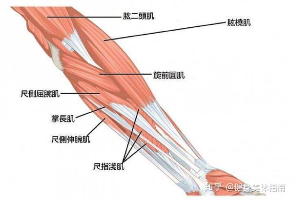 小臂增粗训练指南 知乎