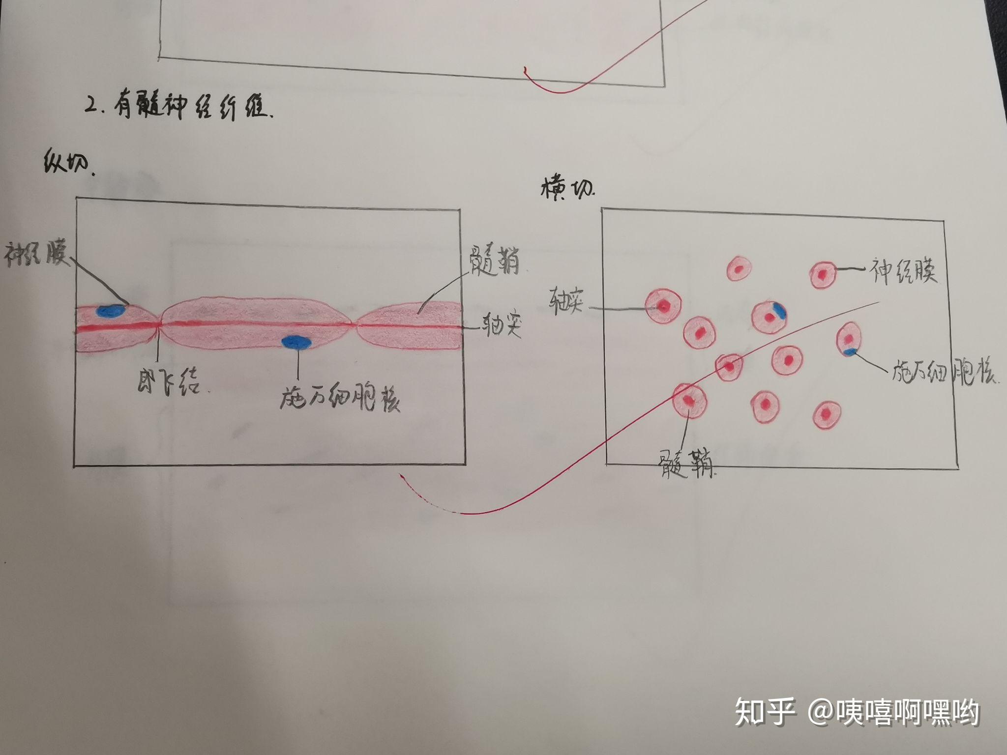 肥大细胞的手绘图图片