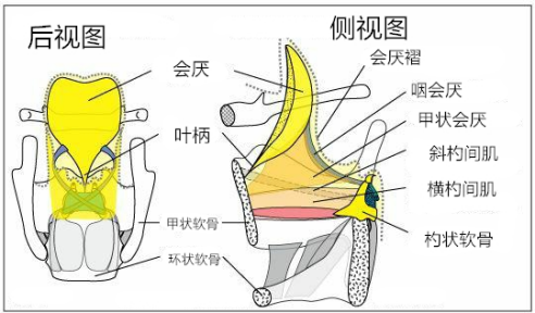 杓状软骨位于喉后环状椎板顶部,有一堵结缔组织和肌肉的墙,连接会厌的