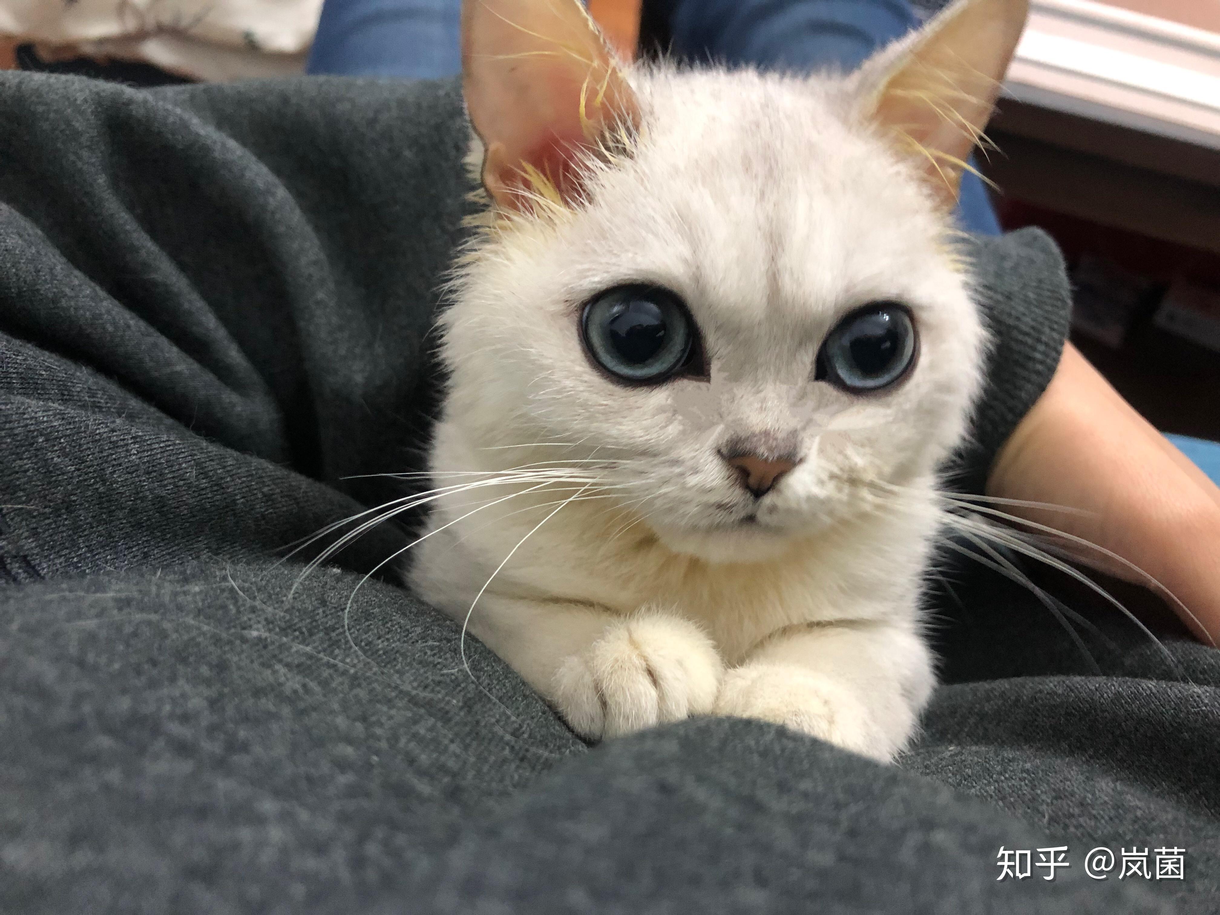 蓝眼银渐层格雷斯小朋友