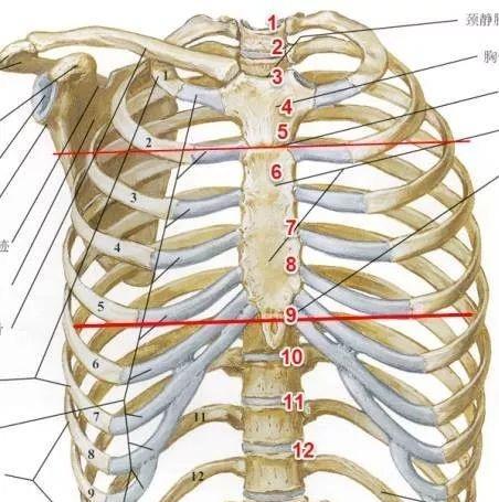 解剖实操肋骨间隙怎么找