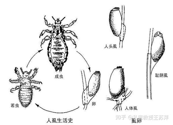 阴虱病怎么预防怎么治疗