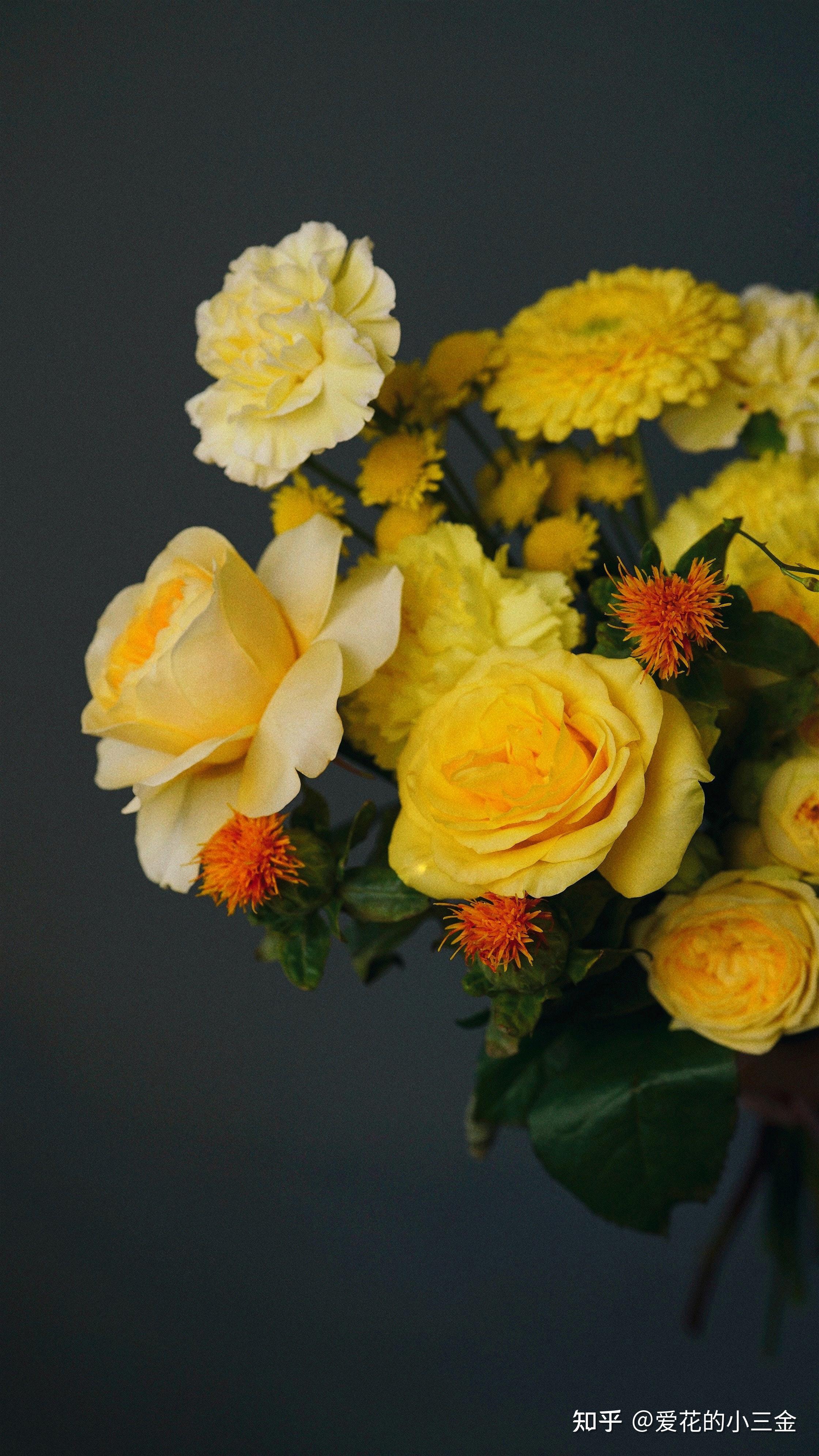 愿你会喜欢上明媚灿烂的黄玫瑰 - 知乎