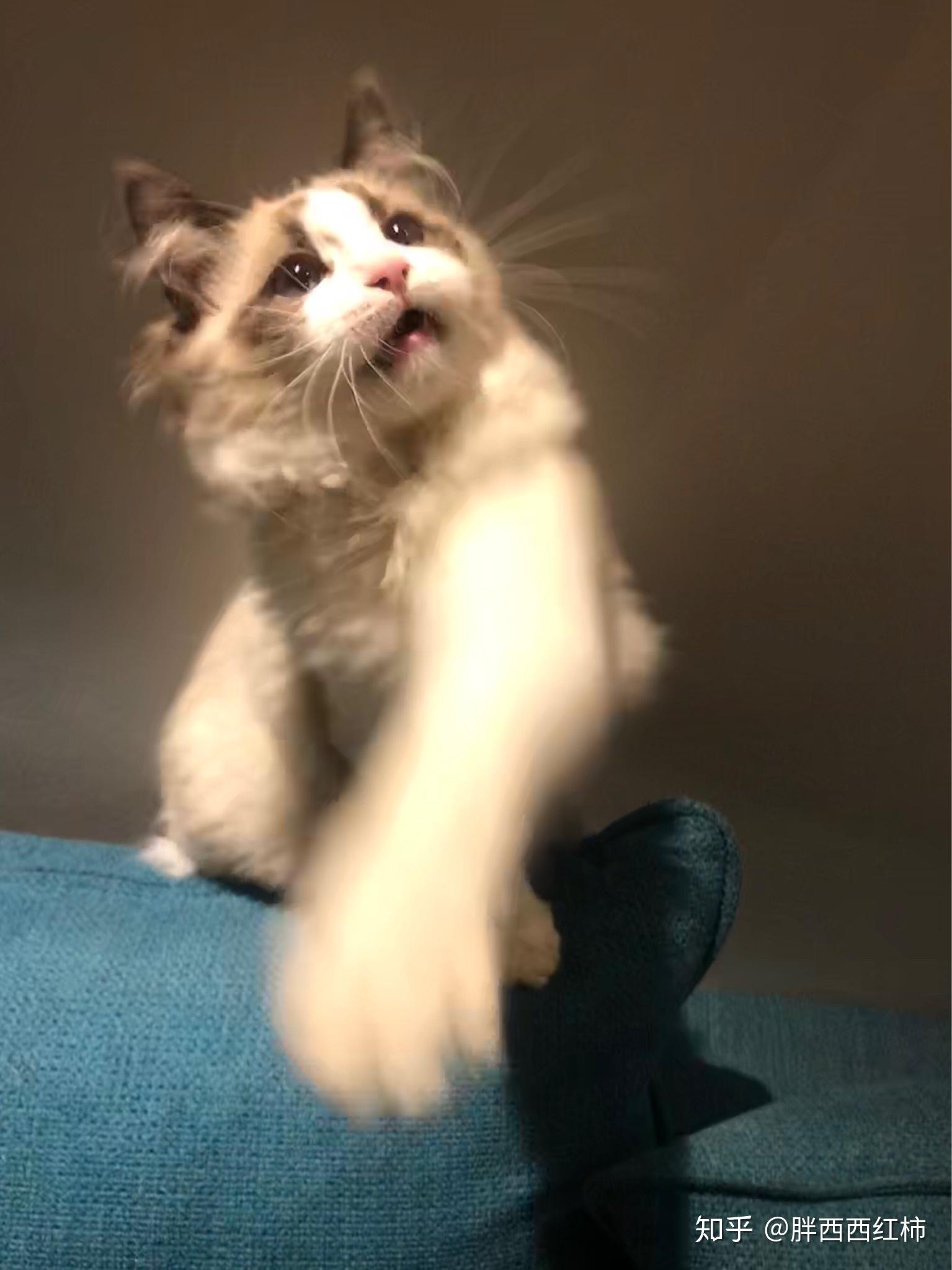 布偶猫多大长齐牙齿