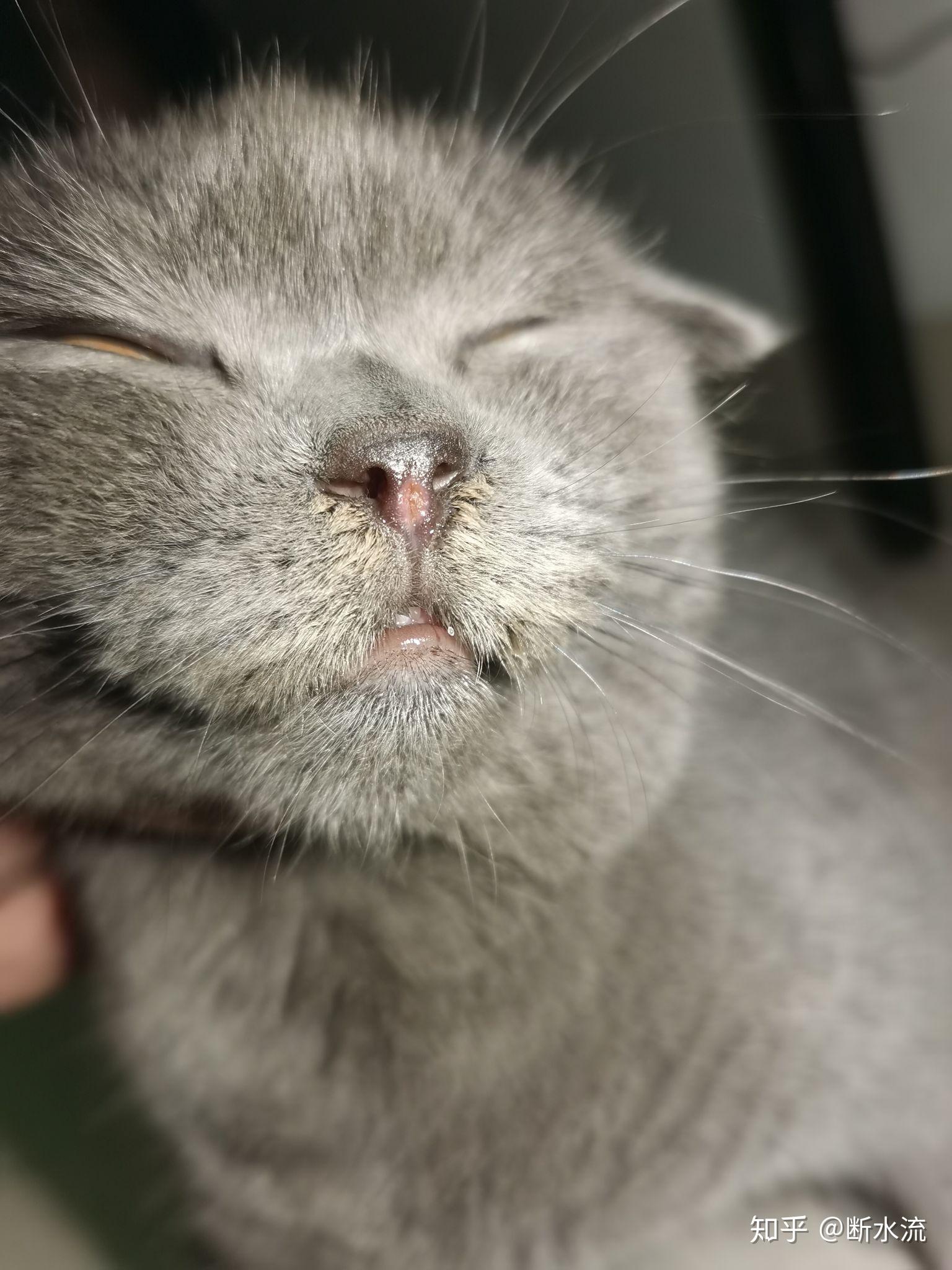 猫癣初期症状图鼻子图片