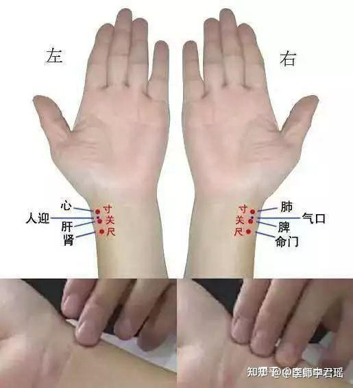 十分钟教你认识和理解中医脉诊! - 知乎