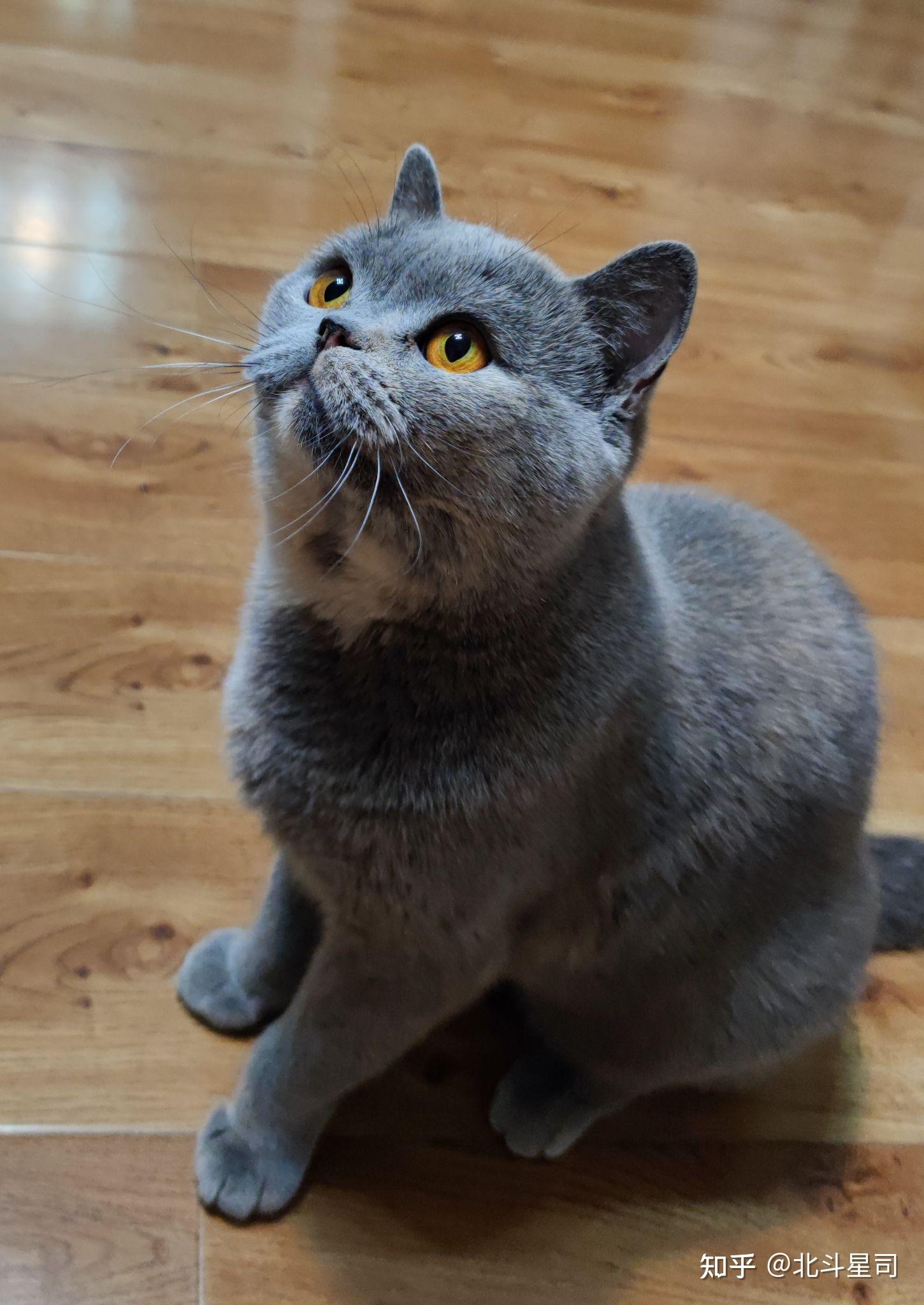 有没有好看的蓝乳色英短的图呀?