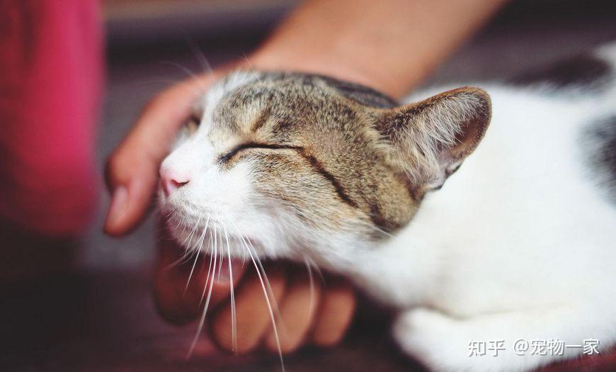 一只猫对你“爱之入骨”，才有这6个行为，很明显！ - 知乎