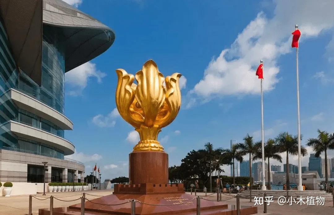 香港回归27周年,重温香港特别行政区区花——紫荆花 - 知乎